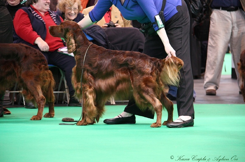 Crufts2011 559.jpg